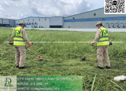 DỊCH VỤ CẮT CỎ – CƯA CÂY BÌNH DƯƠNG CHUYÊN NGHIỆP, GIÁ HỢP LÝ