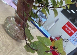 CHÍNH CHỦ BÁN ĐẤT THÔN NÚI 1 – GẦN VLASTA VĂN PHÚ, THỦY NGUYÊN, HẢI PHÒNG