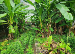 CẦN BÁN 195M ĐẤT PHỐ ĐẠI ĐỒNG-PHÂN LÔ ÔTÔ VÒNG QUANH-MẶT TIỀN RỘNG-KHU VỰC TIỀM NĂNG