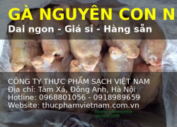 Sỉ Gà Nguyên Con – Nguồn Hàng Đông Lạnh Cho Nhà Hàng, Quán Ăn