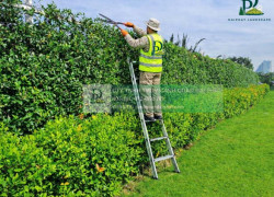 CHĂM SÓC CÂY XANH – THẢM CỎ CÔNG TY, NHÀ XƯỞNG TẠI ĐỒNG NAI