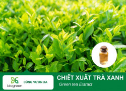 CHIẾT XUẤT TRÀ XANH BIOGREEN – GIẢI PHÁP CHỐNG OXY HÓA & NGỪA MỤN CHUYÊN SÂU CHO MỸ PHẨM