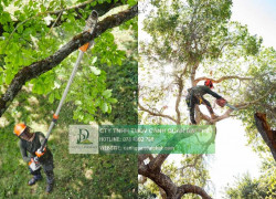 CHĂM SÓC CÂY XANH – THẢM CỎ KCN LONG THÀNH, ĐỒNG NAI CHUYÊN NGHIỆP