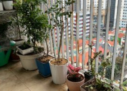 BÁN CĂN HỘ CHUNG CƯ THÔNG TẤN XÃ VIỆT NAM - KDT KIM VĂN KIM LŨ - P.ĐỊNH CÔNG