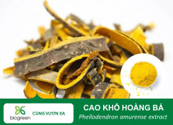 CAO KHÔ HOÀNG BÁ BIOGREEN - NGUỒN KHÁNG SINH THẢO DƯỢC TỰ NHIÊN CHO BÀO CHẾ