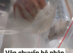 Vận chuyển mẫu giáp xác, mẫu động vật đi mỹ, Anh, Pháp, Đức nhanh chóng