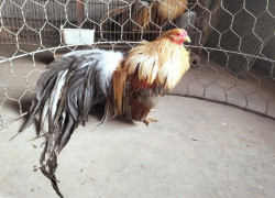 bán gà tre cảnh tại hoang mai hà nội