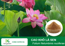 🪷 CAO KHÔ LÁ SEN BIOGREEN – GIẢM MỠ MÁU & THANH NHIỆT AN THẦN 🪷