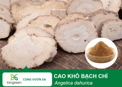 🌿 CAO KHÔ BẠCH CHỈ BIOGREEN – GIẢM ĐAU, TIÊU VIÊM & TÁN HÀN 🌿