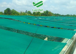 Lưới ô vuông