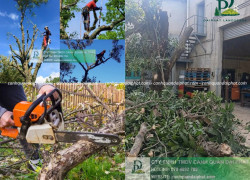 Dịch Vụ Cắt Cỏ Cưa Cây Thủ Đức TPHCM