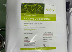 BACILLUS LICHENIFORMIS – Vi sinh làm sạch nước, hỗ trợ tiêu hóa