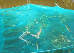 LƯỚI Ô VUÔNG MAY VÈO – GIẢI PHÁP LINH HOẠT CHO NUÔI TÔM CÁ