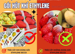 Gói Hút Ethylene Secco Bảo Quản Trái Cây Xuất Khẩu