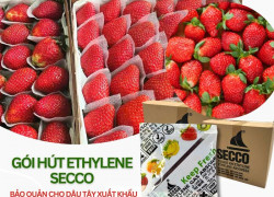 Gói Hút Ethylene Secco Giúp Giảm Hao Hụt Trái Cây Sau Thu Hoạch