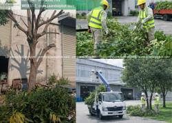 Cắt cỏ, chăm sóc cây xanh KCN Nhơn Trạch Đồng Nai