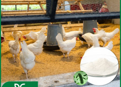 🐖🦆 Bacillus Coagulans Biogreen - Men vi sinh cho vật nuôi 🐄🐔