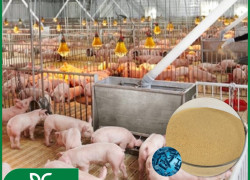 🐄🐔 BACILLUS LICHENIFORMIS BIOGREEN – MEN VI SINH HỖ TRỢ TIÊU HÓA & SỨC KHỎE ĐƯỜNG RUỘT VẬT NUÔI 🐖🐓