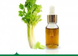 CHIẾT XUẤT CẦN TÂY - “ LÀN GIÓ XANH” CHO CÔNG THỨC CHĂM SÓC DA