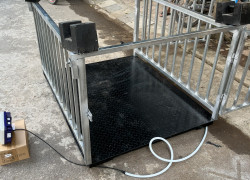 cân chốt số, cân động vật, cân trại lợn, cân hệ thống chốt động vật, cân tự động chốt số lượng