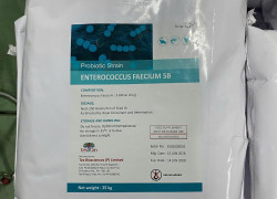 ENTEROCOCCUS FAECIUM 5B – Vi sinh đơn dòng cao cấp