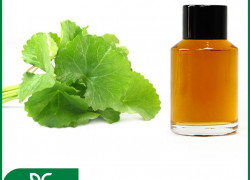 🌿 CHIẾT XUẤT RAU MÁ - “HOẠT CHẤT VÀNG” LÀM DỊU & PHỤC HỒI DA 🌿