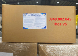 Bacillus Licheniformis 10¹¹ CFU/g – Vi Sinh Xử Lý Đáy Ao, Cặn Dầu Mỡ, Khí Độc NH3, H2S