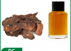 CHIẾT XUẤT HÀ THỦ Ô ĐỎ - ĐA DẠNG ỨNG DỤNG, ĐÓN ĐẦU XU HƯỚNG THẢO DƯỢC