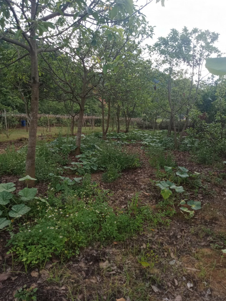 Chỉ từ vài trăm nghìn/m2 sở hữu đất làm trang trại, nhà vườn đẹp nhất Mộc Châu
