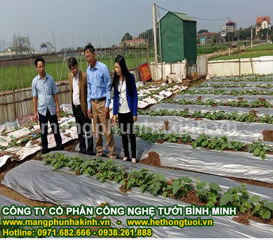 Phân phối màng phủ nông nghiệp cao cấp,màng phủ nông nghiệp Bình Minh,màng phủ nông nghiệp giá rẻ