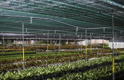 Lưới che nắng bình minh mua ở đâu, lưới chống nắng trong nông nghiệp giá tốt ở hà nội