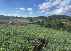 Bán mảnh đất hơn 1000m2 tại thị trấn nông trường Mộc Châu